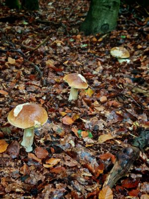Drei Steinpilze in Reih' und Glied; Foto Martin/Eschweiler 9.10.25