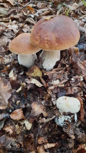 Drei schöne Steinpilze; Foto Martin 21.9.25