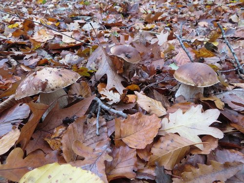 Drei November-Steinpilze im Laubwald; Foto Michael 16.11.23