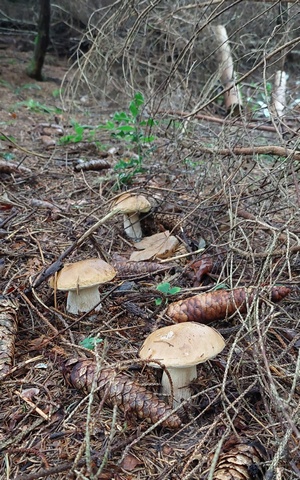 Drei schöne Fichtensteinpilze; Foto Philipp 16.9.23