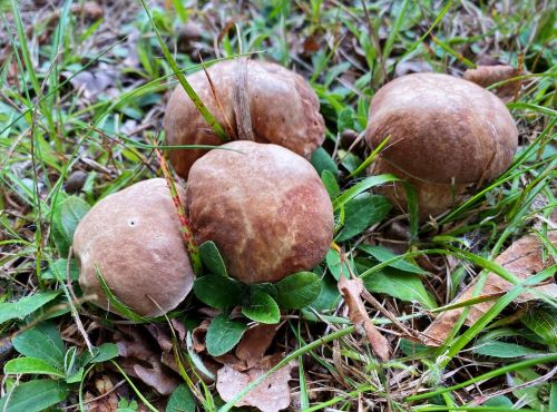 Sommersteinpilze in typisch geselliger Formation; Foto Stefan 7.8.25