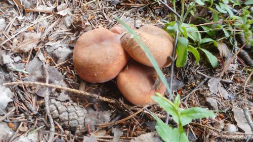 4 schöne Milchbratlinge; Foto Hermann 16.7.25