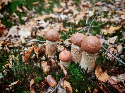 Vier wunderschöne junge Rotkappen; Foto Martin 3.10.25