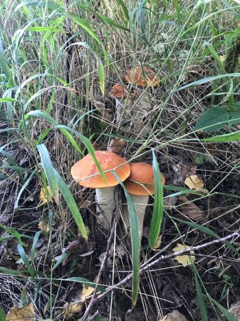 Vier Rotkappen, versteckt im Gras; Foto Jürgen 20.9.25 Vier Rotkappen, versteckt im Gras; Foto Jürgen 20.9.25