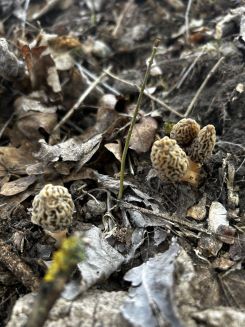 4 Speisemorcheln; Foto Armin 15.4.25