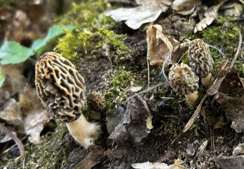 Vier Speisemorcheln; Foto Armin 15.4.25