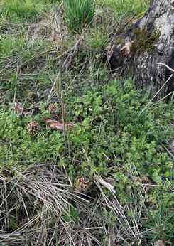 Vier Speisemorcheln beim Obstbaum; Foto Ralf 19.3.24; 