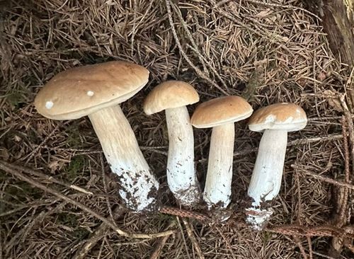 4 herrliche Steinpilze; Foto Sebastian 7.9.26