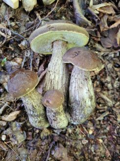 Viererbüschel Hainbuchenraufüße; Foto Verena 29.7.25