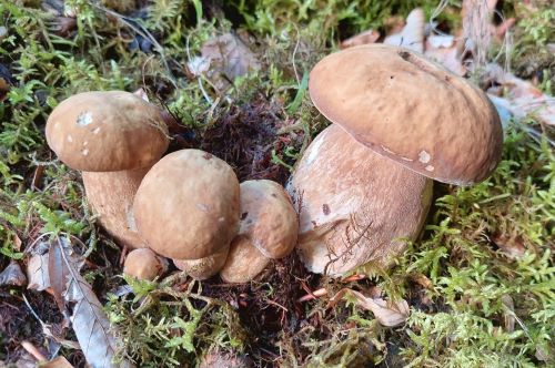 Herrliches Büschel von fünf Sommersteinpilzen; Foto Martin 4.8.25