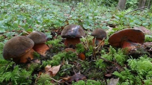Fünf Flockenstielige Hexenröhrlinge; Foto Sepp 22.7.25