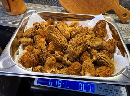 618 Gramm Böhmische Verpeln; Foto Stefan 26.3.26