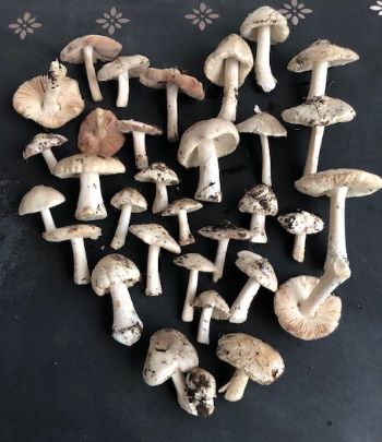 Ackerscheidlinge; Foto Achim 15.12.25 Ackerscheidlinge; Foto Achim 15.12.25