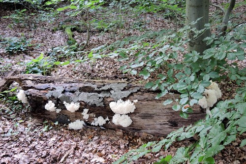 Ästiger Stachelbart am Wirtsstamm; Foto Gisela 28.9.23