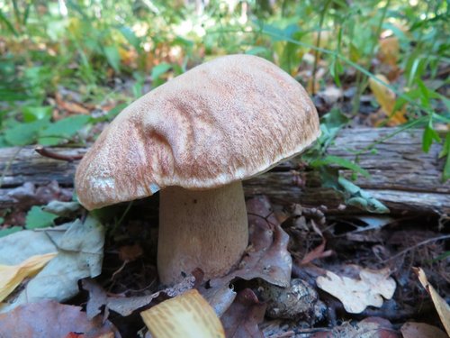 Der Sommersteinpilz scheint sich eine Baskenmütze aufgesetzt zu haben. (Foto © Michael) 5.6.2023