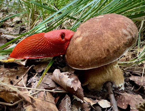 Schnecke an Sommersteinpilz; Thomas 13.8.23