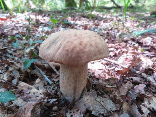 Ein Aestivalis-Model; Foto Michael 13.8.25