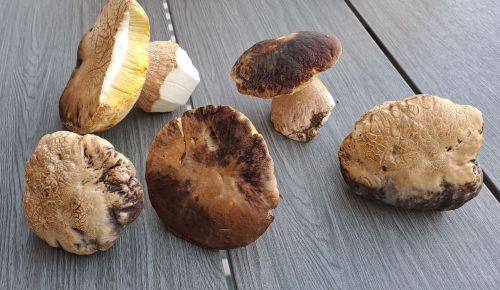 Sommersteinpilze; Foto Helga 1.10.25