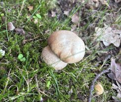 Junger Sommersteinpilz; Foto Helga 28.7.25