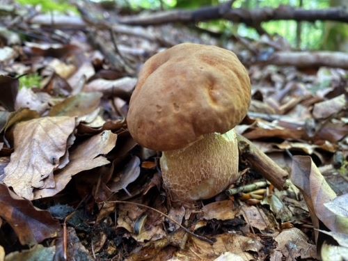 Sommersteinpilz; Foto Stefan 17.7.24