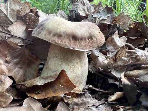 Prächtiger Sommersteinpilz im Laub (Foto © Heiko 18.6.23