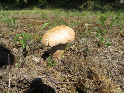 Sonnenbelasteter Sommersteinpilz; Foto Michael 13.8.25