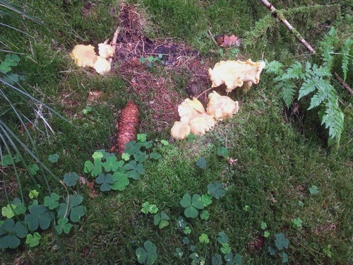 Amethystschuppige Pfifferlinge im Waldsauerklee; Foto Michael 29.8.23