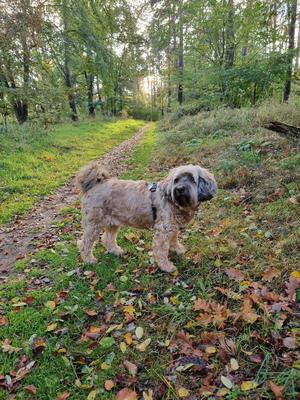 Amy auf der Steinpilzsuche; Foto Jörn 29.10.23