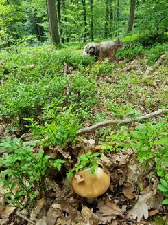 Amy im Wald; Joern 13.8.23