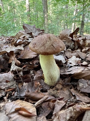 Laubwald-Anhängselröhrling; Foto © Heiko 24.8.23