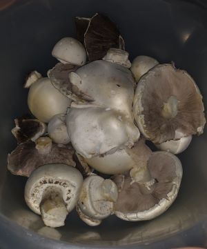 Anischampignons; Foto Carola 3.8.25