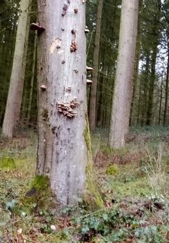 Baum mit Austernpilzen; Foto Oliver 26.12.23