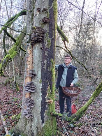 Oliver an einer mit Austernpilzen besiedelten Rotbuche; Foto Margit 30.12.23