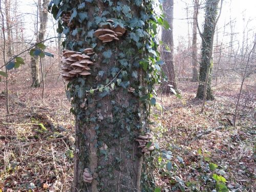 Austernpilze 3; Foto Michael 18.1.25