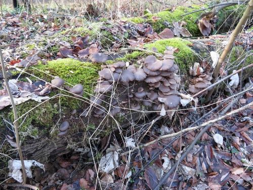 Austernpilze 4; Foto Michael 18.1.25