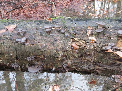 Austernpilze an toter Rotbuche über einem Bach; Foto Michael 30.11.23