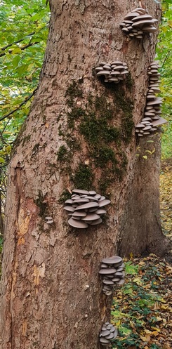 Austernpilze Baum Michi 23.10.22