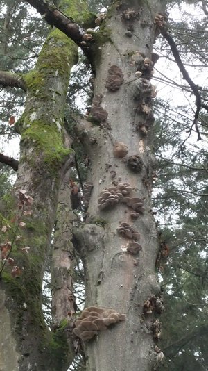 Austernpilze am Stamm einer sterbenden Rotbuche; © Oliver 26.12.22