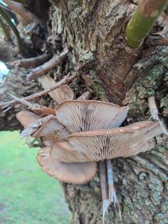 Ausernpilze; Foto Mario 26.12.24