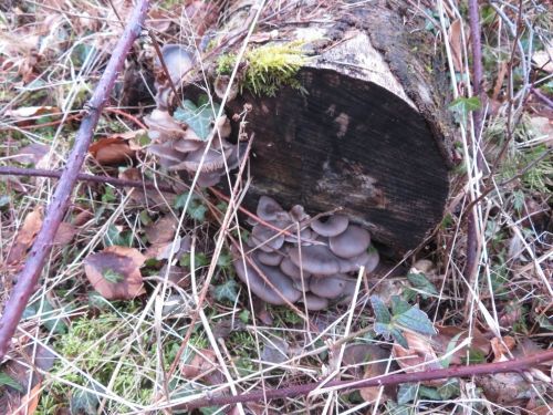 Austernpilze; Foto Michael 21.2.26