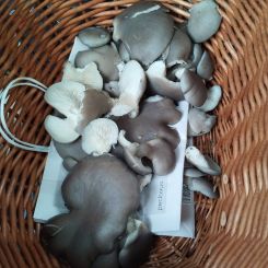 Austernpilze; Foto Monika 16.10.25