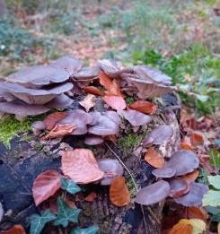 Austernpilze an morscher Rotbuche; Foto Thomas 3.11.25