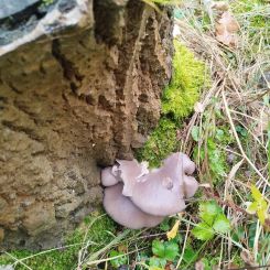 Austernpilze an Weide; Foto Monika 16.10.25