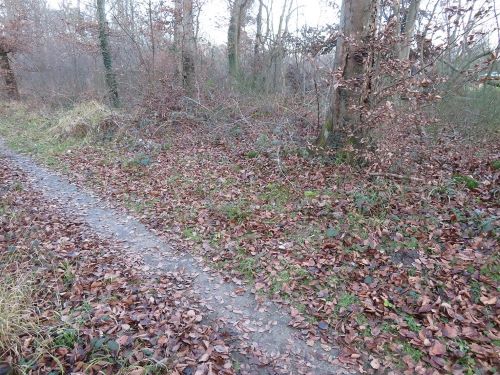 Austernpilze an der Joggingstrecke; Foto Michael 14.1.25