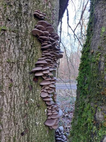 Herrliche Kaskade von Austernseitlingen an altersschwacher Rotbuche; Foto Margit 30.12.23