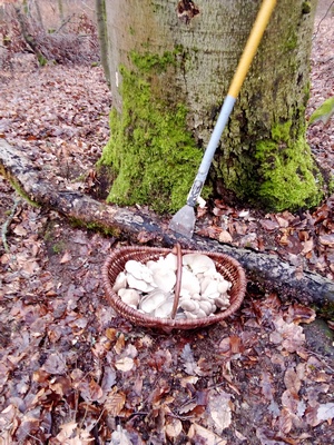 Austernpilze im Korb, geerntet mit einem selbst gefertigten Spachtelstecken. (Foto © Oliver)