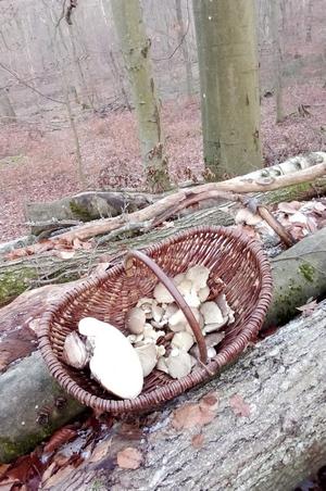Korb mit gefrorenen Austernpilzen im Buchen-Hochwald; Foto Oliver 4.12.23