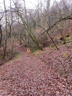 Ausernpilzwald; Foto Oliver 26.12.23