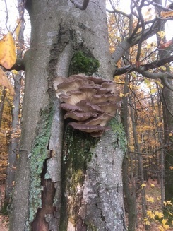 Austernpilze am gleichen Baum 2017; Foto Ralf 