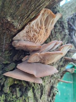 Austernseitlinge; Foto Mario 26.12.24